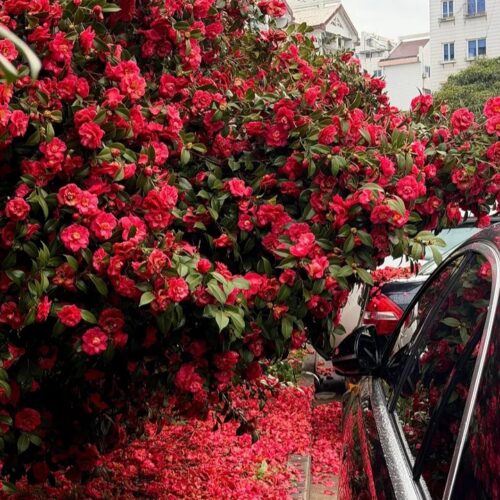 دانلود آهنگ هره گوله کرمانجی، از صداهای کلاسیک تا میکس های جدید